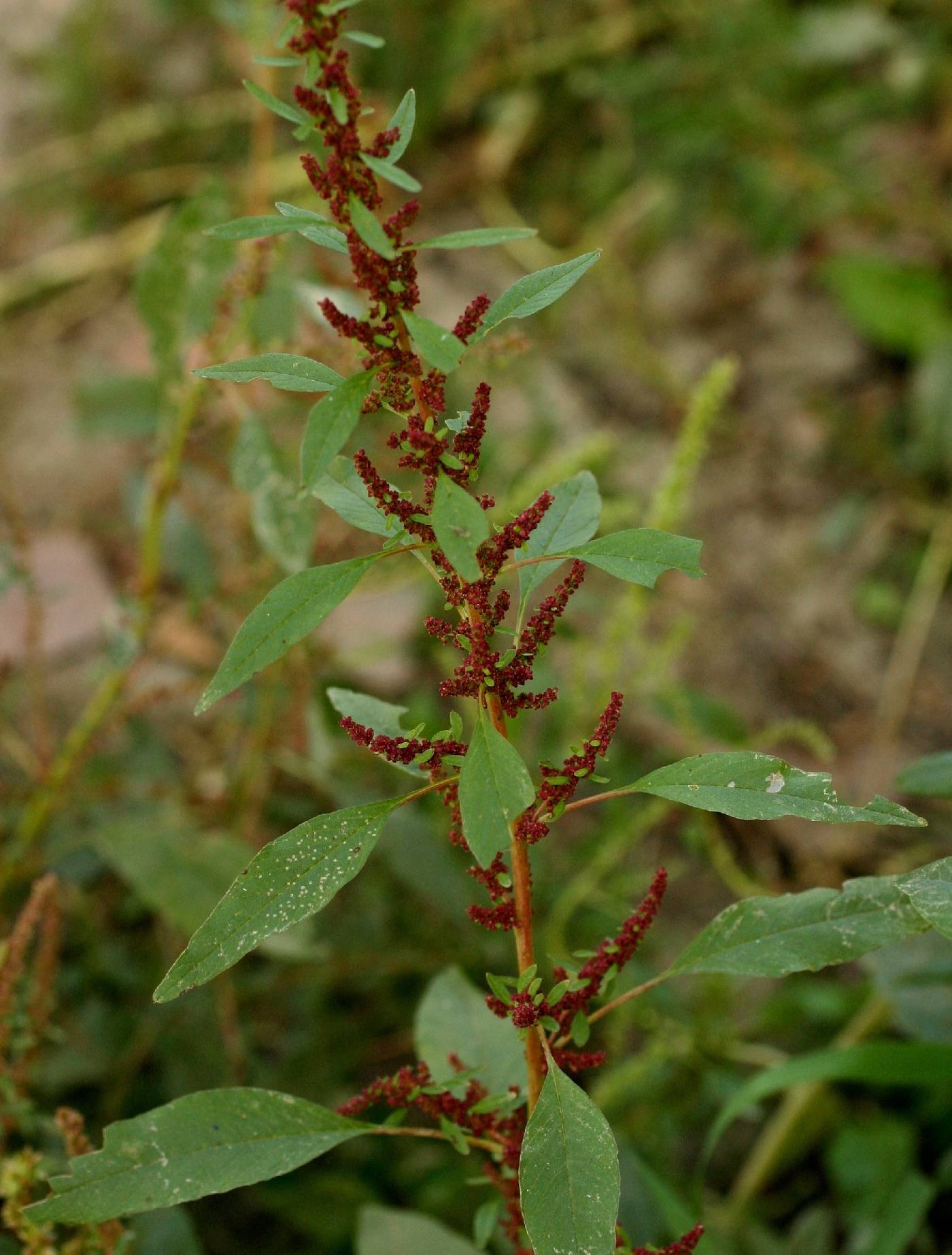 Paul Rothrock (https://swbiodiversity.org/seinet/imagelib/imgdetails.php?imgid=10250389)